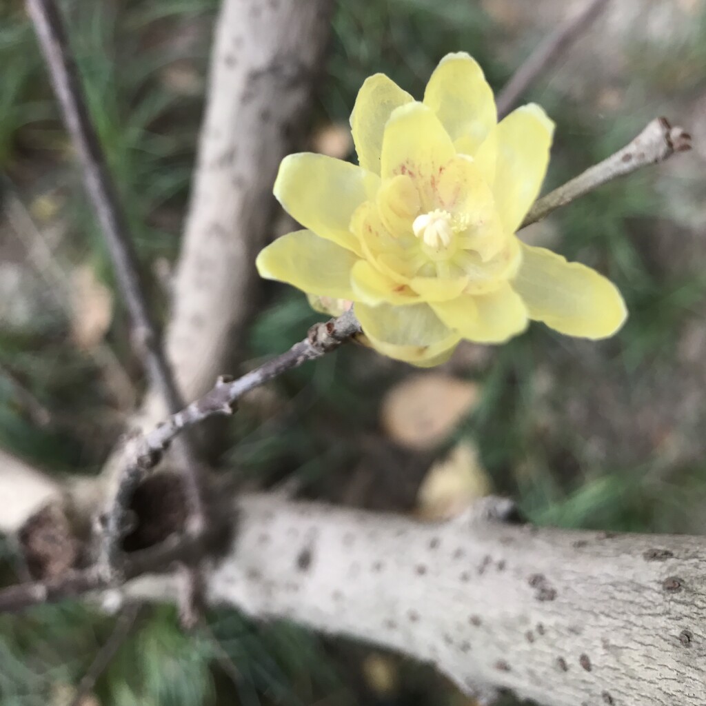 01_21_winterPlumBranch