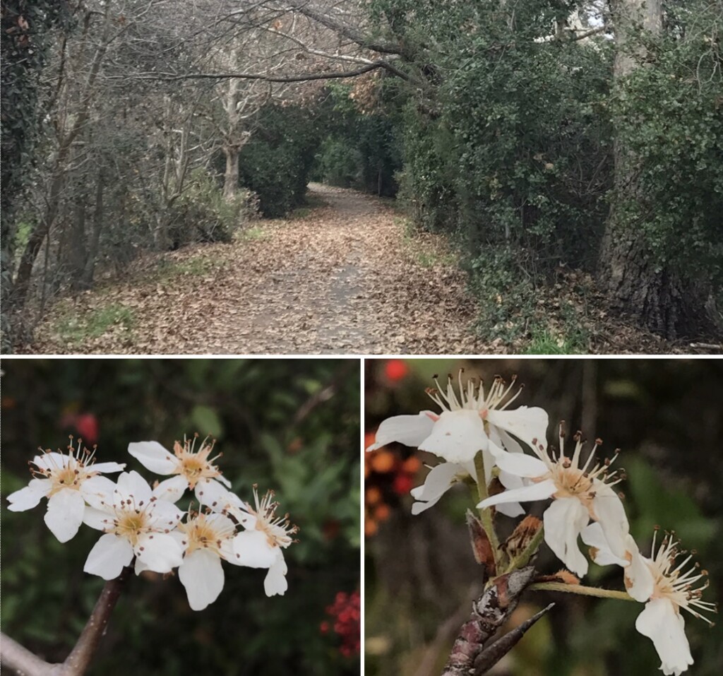 雪花别有根芽_18_0114
