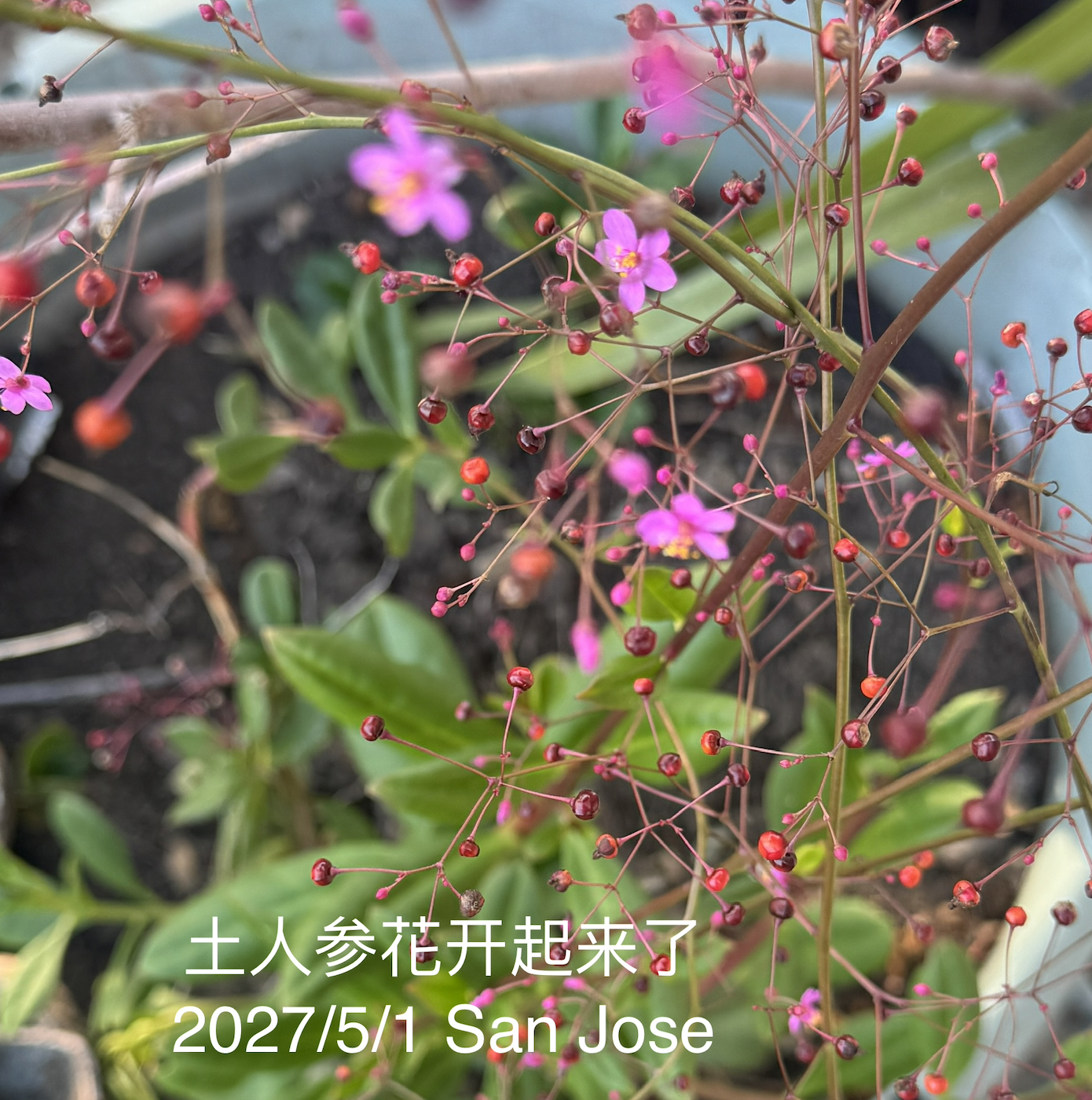 260501TuRenSheng